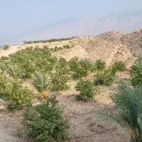 نیازمند کارگر باغ ( ترجیحا اتباع مجوزدار)