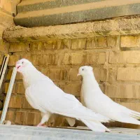 جفت سفید اراکی اصیل|پرنده|اهواز, کیان اباد|دیوار