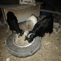 سه عدد کهره نر|حیوانات مزرعه|رحمت‌آباد, |دیوار