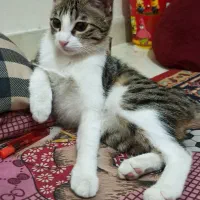 گربه واگذاری