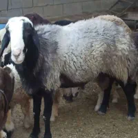 قوچ شال اصل ب شرط میش رون درجه یک|حیوانات مزرعه|دوگنبدان, |دیوار