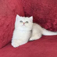 پسر بریتیش موکوتاه