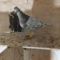 هفرنگ نر|پرنده|محمدیه-قزوین, |دیوار