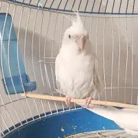 عروس هلندی البینو و لوتینو