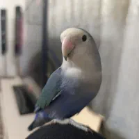 طوطی گم شده