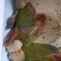 جوجه گیرینجیک