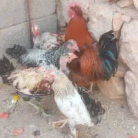 ۵عدد خروس محلی بازدید سرابله