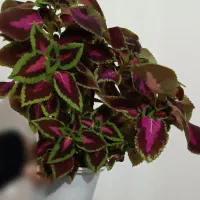 گل های زیبا