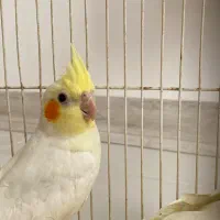 ۳ عدد جوجه لوتینو|پرنده|شیروان (خراسان), |دیوار