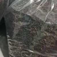 چای بهاره محصول ۱۴۰۵