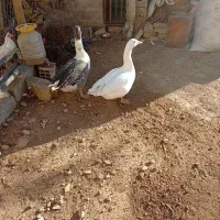 غاز مرغ کبوتر