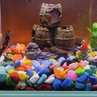 سنگ و شن اکواریوم|ماهی|اراک, |دیوار