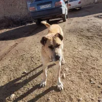 سگ گله|سگ|درمیان, |دیوار