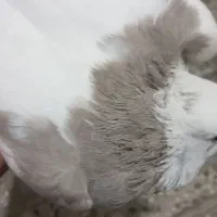 چهارعددکبوتر|پرنده|کامیاران, |دیوار