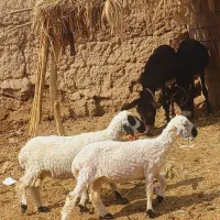 دوتا کاور اوست فروشی مناسب مالداری