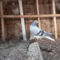 کو بدرنگ|پرنده|تاکستان, |دیوار