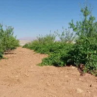 فروش باغ قره چمن قطعه هزار متری|فروش زمین و ملک کلنگی|شیراز, حومه شیراز|دیوار