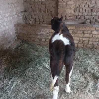 گوساله نرسالم وبخور|حیوانات مزرعه|کاشان, باغ فین|دیوار