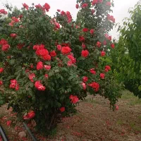 زمین باغ|خدمات باغبانی و درختکاری|بجنورد, |دیوار