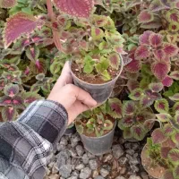 حسن یوسف|گل و گیاه طبیعی|بن, |دیوار