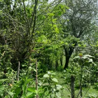 فروش زمین ۶۰۰متری با جواز ساخت+جنگلی+اطاقور|فروش زمین و ملک کلنگی|اطاقور, |دیوار