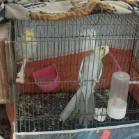 عروس هلندی جفت|پرنده|سبزوار, هویزه|دیوار