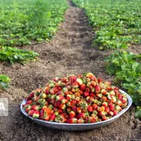 توت فرنگی دلند