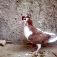 کبوتر