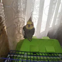 عروس هلندی گمشده نوعلیبیگ