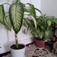 گل فروشی|گل و گیاه طبیعی|سنقر, |دیوار