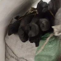 فروش ذغال کبابی