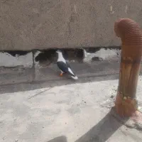 ۷تاکفتر قلدر