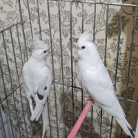 عروس هلندی|پرنده|گلبهار, شهر جدید گلبهار|دیوار