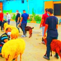 گوسفند زنده عقیقه قربانی تعاونی50%زیرقیمت