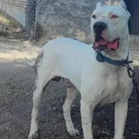 سگ داگو نر نگهبان پیت بول|سگ|بهارستان, |دیوار