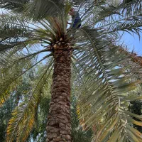 باغبانی وخدمات تمام کارهای مربوط به ان در اهواز