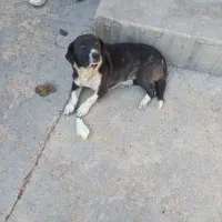 سگ آرم
