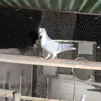 کبوتر|پرنده|قزوین, |دیوار