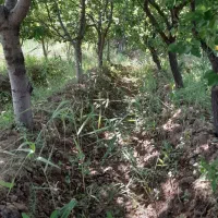 باغچه ۵۰۰متری پیشک۲