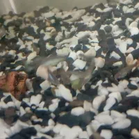 ماهی|ماهی|کرج, اخگرآباد|دیوار