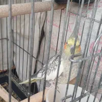 پرنده|پرنده|فردیس, فردیس|دیوار