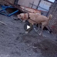 سگ پژدر|سگ|دورود, |دیوار