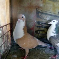 نروماده جفتگاه.   ‌جوجه کرمونی|پرنده|مشهد, آزادشهر|دیوار