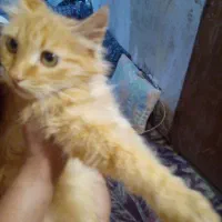 واگذاری بچه گربه پرشین..