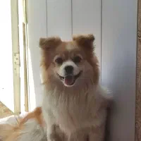 واگذاری سگ پامرانین اشپیتز 8 ماهه