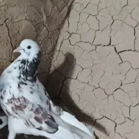 کبوتر