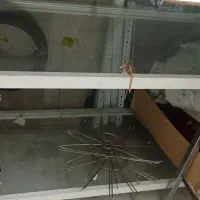 فروش تعدادی مانکن بالا تنه وتمام تنه وویترین|فروشگاه و مغازه|ایلام, |دیوار