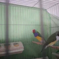 گلدین جفت مولد معاوضه با قناری