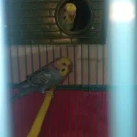 مرغ عشق|پرنده|دوگنبدان, |دیوار