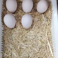 تخم لاری دانگ بالا نطفه دار